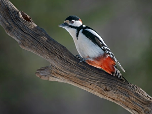 Lapland Prints: Finland, Oulanka. Great spotted woodpecker during winter near Oulanka National Park