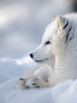 Lapland Prints: Finland, Ranua Wildlife Park. Dhole, Arctic fox in white winter coat
