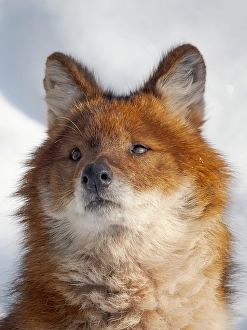 Wild Dog Prints: Finland, Ranua Wildlife Park. Dhole, Asian wild dog during winter