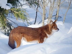 Wild Dog Prints: Finland, Ranua Wildlife Park. Dhole, Asian wild dog during winter