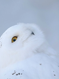 Lapland Prints: Finland, Ranua Wildlife Park. Snowy owl during winter
