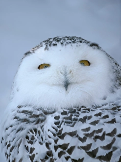 Lapland Prints: Finland, Ranua Wildlife Park. Snowy owl during winter