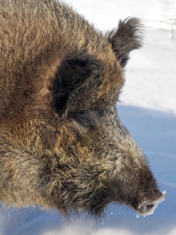 Boar Prints: Finland, Ranua Wildlife Park. Wild boar during winter