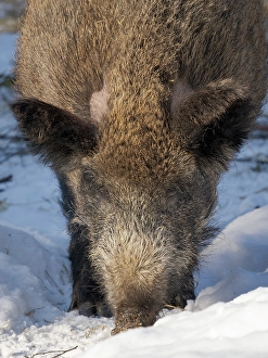 Boar Prints: Finland, Ranua Wildlife Park. Wild boar during winter