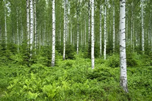 Finlandia, Savonlinna, birches forest