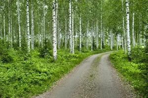 Winding Road Prints: Finlandia, Savonlinna, dirt road in a birches forest