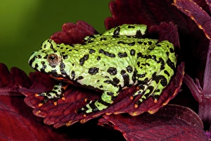 Images Dated 14th September 2024: Fire-bellied toad