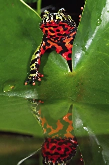 Toad Prints: Fire Belly Toad, Bombina orientalis, Native to N. E. China