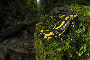 Fire Salamander (Salamandra salamandra), Switzerland Fire Salamander (Salamandra