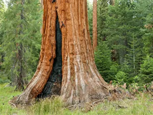 Tall Prints: Fire scar on base of giant sequoia, Sequoia National Park, California