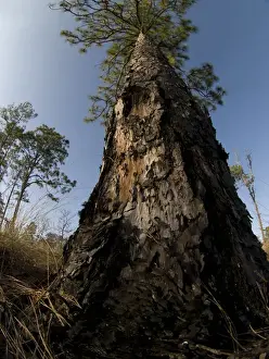 Scar Prints: Fire scars on longleaf pine, longleaf pine and wiregrass ecosystem, Apalachicola Bluffs