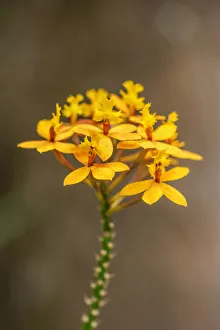 Floral And Botanical Prints: Fire-star Orchid