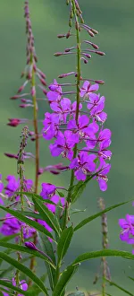 Betty Sederquist Prints: Fireweed abounds in the tundra of Hatcher Pass, Talkeetna Mountains