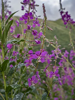 Lavender Prints: Fireweed and Alaskan morning near Eagle River, Alaska