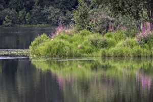 Anchorage Prints: Fireweed blooming on small island in lake, Margaret Eagan Sullivan Park, Anchorage, Alaska