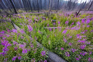 Images Dated 18th August 2018: Fireweed filling in after wildfire near Missoula, Montana, USA