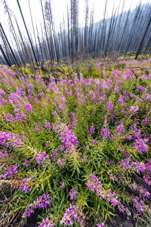 Images Dated 2018 August: Fireweed filling in after wildfire near Missoula, Montana, USA