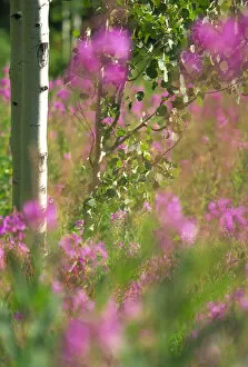 Fireweed in grove of aspens