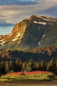 Fireweed in meadow and distant mountain, Lake Clark National Park and Preserve, Alaska