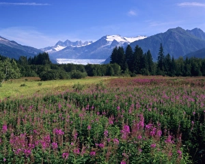 Juneau Prints: Fireweed in Meadow, Mendenhall Glacier, Tongass National Forest, near Juneau, Alaska
