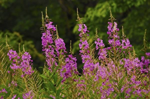 Images Dated 20th July 2012: Fireweed, Nisqually National Wildlife Refuge, Nisqually, Washington, USA