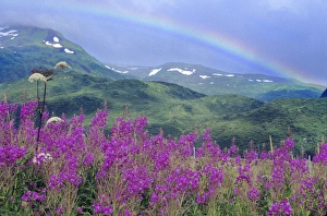 Fireweed & Rainbow, distant snow covered mountain, Kodiak National Wildlife Refuge