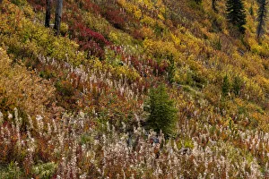 Images Dated 1st October 2021: Fireweed and underbrush in autumn hues in the Jewel Basin Hiking Area of the Flathead National Forest