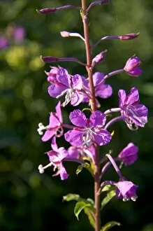 Images Dated 3rd August 2006: Fireweed wildflower also known as blooming Sally in New Brunswick, Canada