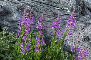 Wilderness Area Prints: Fireweed wildflowers in Absaroka Mountains near Cody and Meeteetse, Wyoming, USA