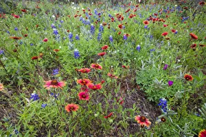 Mason County Prints: Firewheels and Bluebonnets