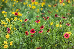 Mason County Prints: Firewheels (Gaillardia pulchella) in bloom