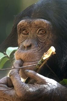 first chimpanzee born at the Sacramento Zoo, December 31, 2000