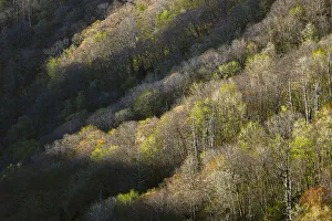 First light in the morning on early spring trees, Oconaluftee Valley, Great Smoky Mountains National Park, North Carolina