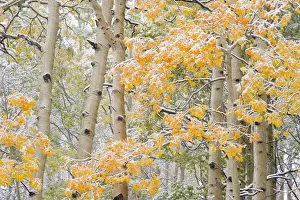 Images Dated 5th October 2008: First Snow storm in Autumn, Aspen trees (Populus tremuloides)near Alta