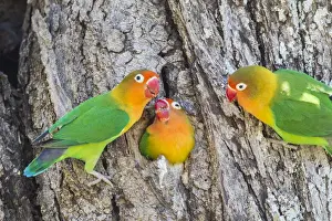Parrot Prints: A Fischers Lovebird (Agapornis fischeri) feeds its mate in a cavity nest, while
