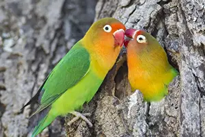 Images Dated 31st January 2014: Two Fischers Lovebirds (Agapornis fischeri) nuzzle eachother, Ngorongoro Conservation Area