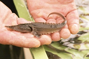 Images Dated 30th May 2005: A fish farm nursery for breeding sturgeon with a small young fish fry spawn in the