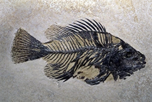 Bone Prints: Fish Fossil, Wyoming, USA