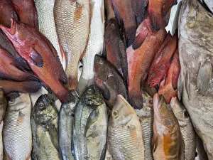Food & Beverage Collection: Fish market in Mercado Municipal di Praia in Plato. The capital Praia on Santiago Island