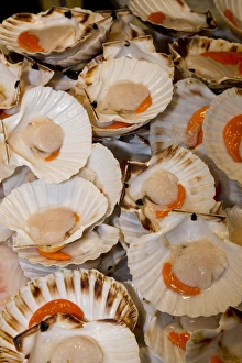 Carnival Prints: Fish Market scallops on display for sale, Venice Italy
