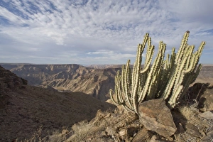 Prickly Prints: Fish River Canyon, Namibia