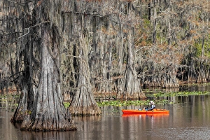 Images Dated 17th January 2024: Fisherman among bald cypress trees and autumn colors in southern swamp