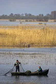 Fishermen bring in their harvest of fish during early spring in the Danube Delta, Romania