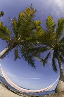 Images Dated 9th May 2004: Fisheye lens view of hammock, Turneffe Caye, Belize