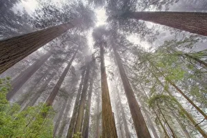 Wide Angle Prints: Fisheye view skyward in redwood forest, Redwood National Park, Tree, Redwood