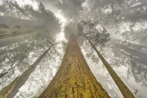 Wide Angle Prints: Fisheye view skyward of Redwood trees in fog. Redwood National Park, California