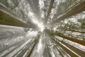 Wide Angle Prints: Fisheye view skyward of Redwood trees in fog. Redwood National Park, California