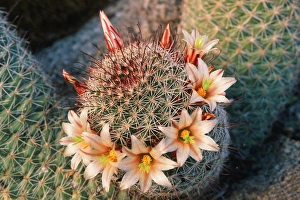 Rough Prints: Fishhook cactus (Mammillaria dioica) in bloom, Anza-Borrego Desert State Park, California