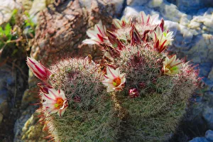 Fishhook Cactus (Mammillaria microcarpa) blooming in Plum Canyon, Anza-Borrego Desert State Park