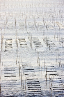 Sea Weed Prints: Fishing boat sailing through bamboo sticks for drying seaweed, East China Sea, Xiapu